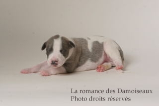 CHIOT WHIPPET ISSU DE L ELEVAGE DE LA ROMANCE DES DAMOISEAUX