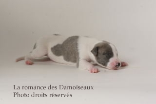 CHIOT WHIPPET ISSU DE L ELEVAGE DE LA ROMANCE DES DAMOISEAUX