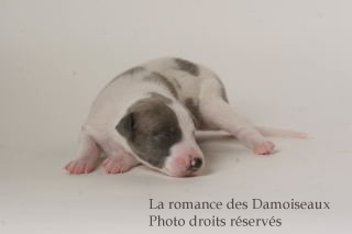 CHIOT WHIPPET ISSU DE L ELEVAGE DE LA ROMANCE DES DAMOISEAUX