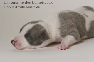 CHIOT WHIPPET ISSU DE L ELEVAGE DE LA ROMANCE DES DAMOISEAUX
