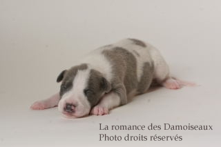 CHIOT WHIPPET ISSU DE L ELEVAGE DE LA ROMANCE DES DAMOISEAUX
