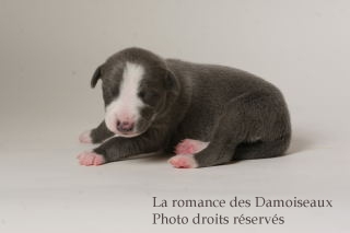 CHIOT WHIPPET ISSU DE L ELEVAGE DE LA ROMANCE DES DAMOISEAUX