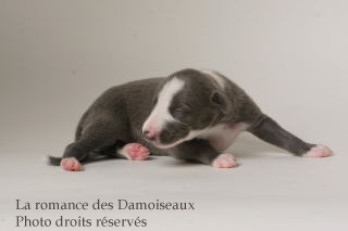 CHIOT WHIPPET ISSU DE L ELEVAGE DE LA ROMANCE DES DAMOISEAUX