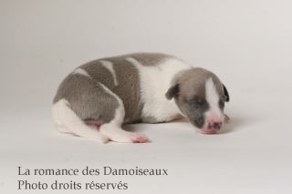 CHIOT WHIPPET ISSU DE L ELEVAGE DE LA ROMANCE DES DAMOISEAUX