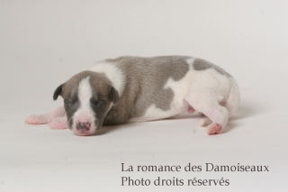 CHIOT WHIPPET ISSU DE L ELEVAGE DE LA ROMANCE DES DAMOISEAUX