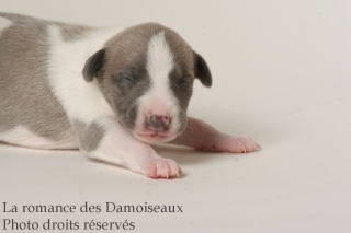CHIOT WHIPPET ISSU DE L ELEVAGE DE LA ROMANCE DES DAMOISEAUX