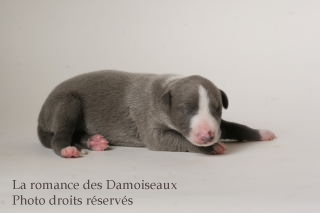 CHIOT WHIPPET ISSU DE L ELEVAGE DE LA ROMANCE DES DAMOISEAUX