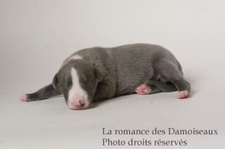CHIOT WHIPPET ISSU DE L ELEVAGE DE LA ROMANCE DES DAMOISEAUX