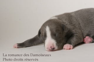 CHIOT WHIPPET ISSU DE L ELEVAGE DE LA ROMANCE DES DAMOISEAUX