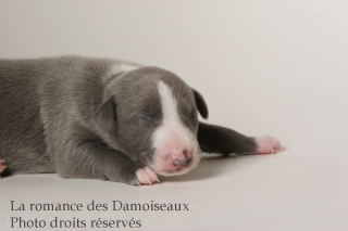CHIOT WHIPPET ISSU DE L ELEVAGE DE LA ROMANCE DES DAMOISEAUX