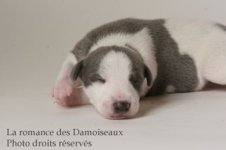 CHIOT WHIPPET ISSU DE L ELEVAGE DE LA ROMANCE DES DAMOISEAUX