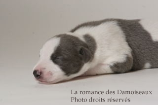 CHIOT WHIPPET ISSU DE L ELEVAGE DE LA ROMANCE DES DAMOISEAUX