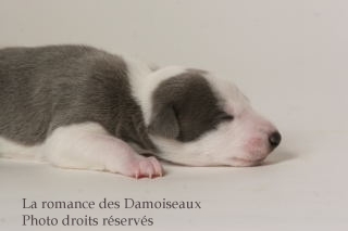 CHIOT WHIPPET ISSU DE L ELEVAGE DE LA ROMANCE DES DAMOISEAUX