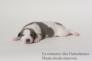 CHIOT WHIPPET ISSU DE L ELEVAGE DE LA ROMANCE DES DAMOISEAUX