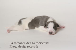 CHIOT WHIPPET ISSU DE L ELEVAGE DE LA ROMANCE DES DAMOISEAUX