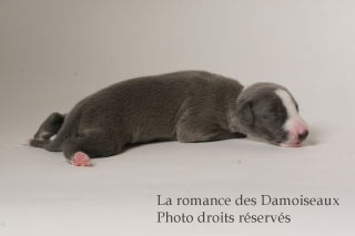 CHIOT WHIPPET ISSU DE L ELEVAGE DE LA ROMANCE DES DAMOISEAUX