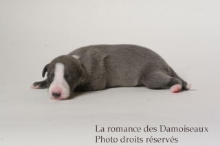 CHIOT WHIPPET ISSU DE L ELEVAGE DE LA ROMANCE DES DAMOISEAUX