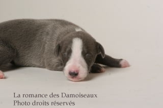 CHIOT WHIPPET ISSU DE L ELEVAGE DE LA ROMANCE DES DAMOISEAUX