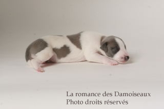 CHIOT WHIPPET ISSU DE L ELEVAGE DE LA ROMANCE DES DAMOISEAUX