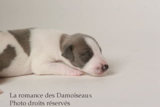 CHIOT WHIPPET ISSU DE L ELEVAGE DE LA ROMANCE DES DAMOISEAUX