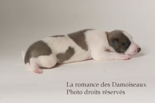 CHIOT WHIPPET ISSU DE L ELEVAGE DE LA ROMANCE DES DAMOISEAUX