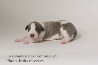 CHIOT WHIPPET ISSU DE L ELEVAGE DE LA ROMANCE DES DAMOISEAUX