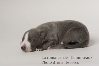 CHIOT WHIPPET ISSU DE L ELEVAGE DE LA ROMANCE DES DAMOISEAUX