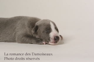CHIOT WHIPPET ISSU DE L ELEVAGE DE LA ROMANCE DES DAMOISEAUX