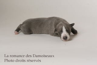 CHIOT WHIPPET ISSU DE L ELEVAGE DE LA ROMANCE DES DAMOISEAUX