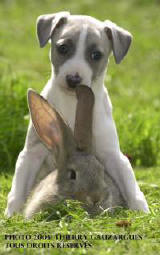 Whippet chiot et petit lapin