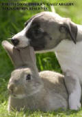 chiot whippet, CHIOTS WHIPPETS, b�b� whippet, port�e whippet, naissances whippet