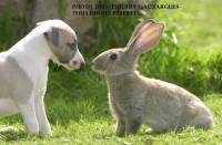 Whippet chiot et lapin Habitué très tôt, le petit whippet s'accomodera facilement aux autres compagnons de la maison