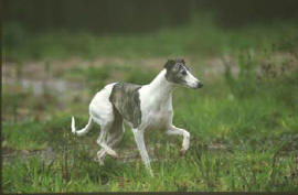 L�vrier whippet Nouvelle bring�e noir et blanche chasse � vue