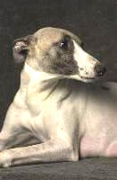 WHIPPET SA�L
