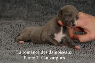 CHIOT WHIPPET ISSU DE L ELEVAGE DE LA ROMANCE DES DAMOISEAUX