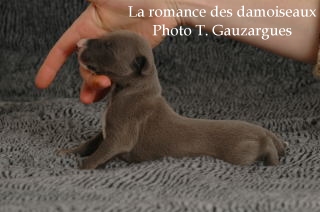 CHIOT WHIPPET ISSU DE L ELEVAGE DE LA ROMANCE DES DAMOISEAUX