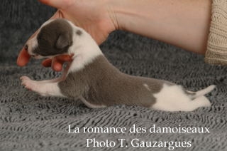 CHIOT WHIPPET ISSU DE L ELEVAGE DE LA ROMANCE DES DAMOISEAUX