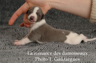 CHIOT WHIPPET ISSU DE L ELEVAGE DE LA ROMANCE DES DAMOISEAUX