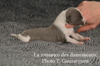 CHIOT WHIPPET ISSU DE L ELEVAGE DE LA ROMANCE DES DAMOISEAUX