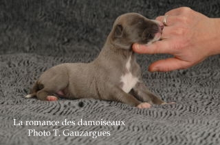 CHIOT WHIPPET ISSU DE L ELEVAGE DE LA ROMANCE DES DAMOISEAUX