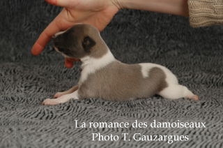 CHIOT WHIPPET ISSU DE L ELEVAGE DE LA ROMANCE DES DAMOISEAUX