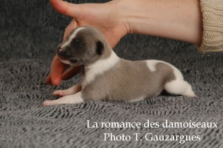 CHIOT WHIPPET ISSU DE L ELEVAGE DE LA ROMANCE DES DAMOISEAUX