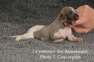 CHIOT WHIPPET ISSU DE L ELEVAGE DE LA ROMANCE DES DAMOISEAUX