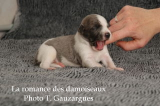 CHIOT WHIPPET ISSU DE L ELEVAGE DE LA ROMANCE DES DAMOISEAUX