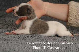 CHIOT WHIPPET ISSU DE L ELEVAGE DE LA ROMANCE DES DAMOISEAUX