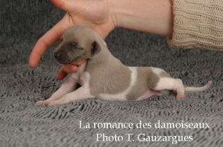 CHIOT WHIPPET ISSU DE L ELEVAGE DE LA ROMANCE DES DAMOISEAUX