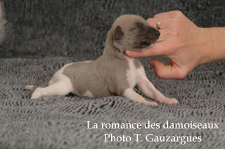 CHIOT WHIPPET ISSU DE L ELEVAGE DE LA ROMANCE DES DAMOISEAUX