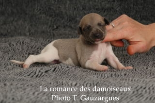 CHIOT WHIPPET ISSU DE L ELEVAGE DE LA ROMANCE DES DAMOISEAUX