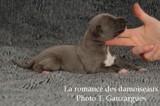 CHIOT WHIPPET ISSU DE L ELEVAGE DE LA ROMANCE DES DAMOISEAUX