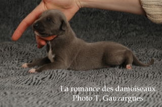 CHIOT WHIPPET ISSU DE L ELEVAGE DE LA ROMANCE DES DAMOISEAUX